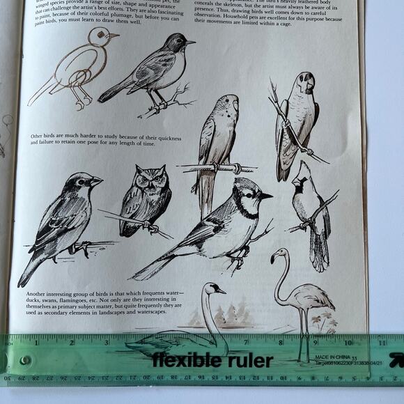 Animal Drawing Instruction Manual - Picture 11 of 11